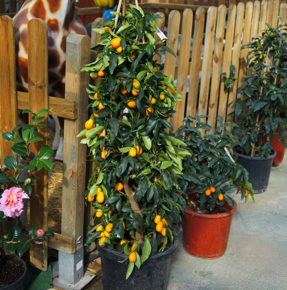 Kumquat ornamental