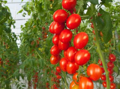 cuando plantar tomates