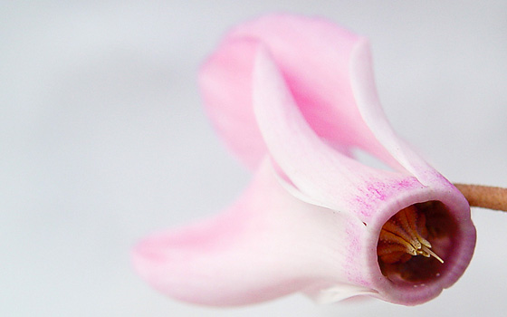 Flor de Cyclamen rosa