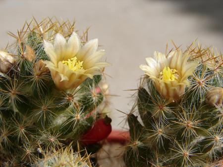 Flores Cactus