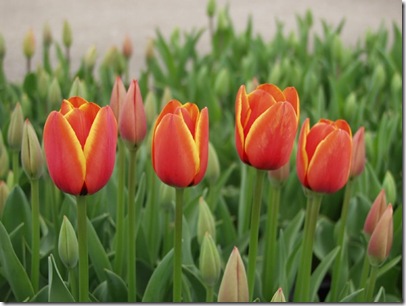 0-fotos-tulipanes-g