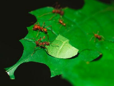 controlar hormigas en verano en tu jardin