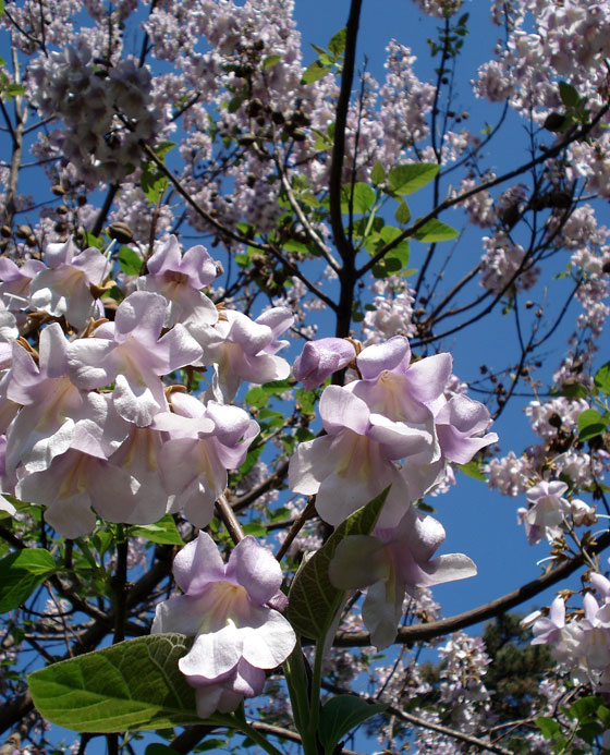Flores de Paulownia