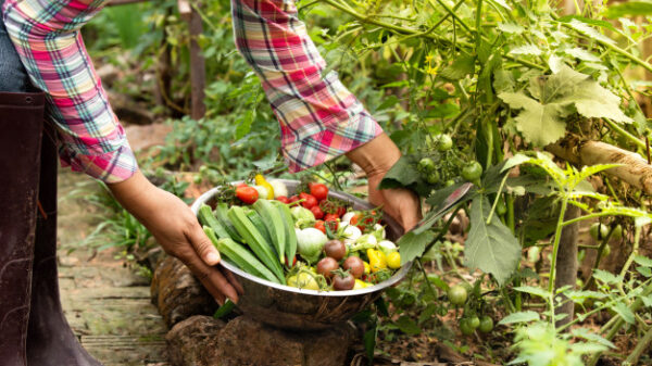 Vegetales faciles de sembrar en un huerto casero2