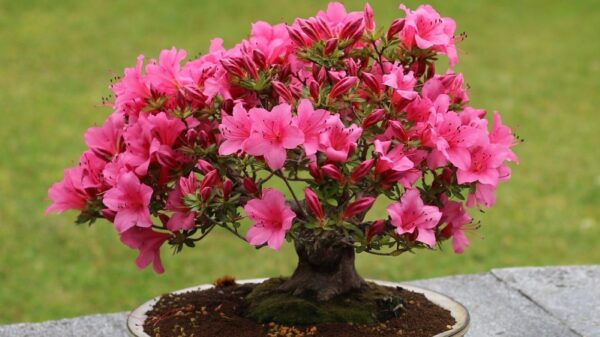 Azalea arbol bonsai con flores
