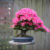 Azalea bonsai con flores en casa