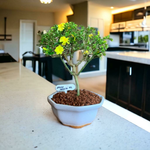 bonsai jazmin amarillo