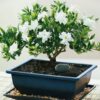 bonsai jazmin cuidados planta interior hogar