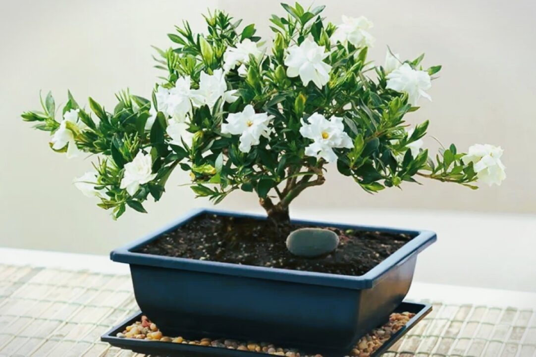 bonsai jazmin cuidados planta interior hogar