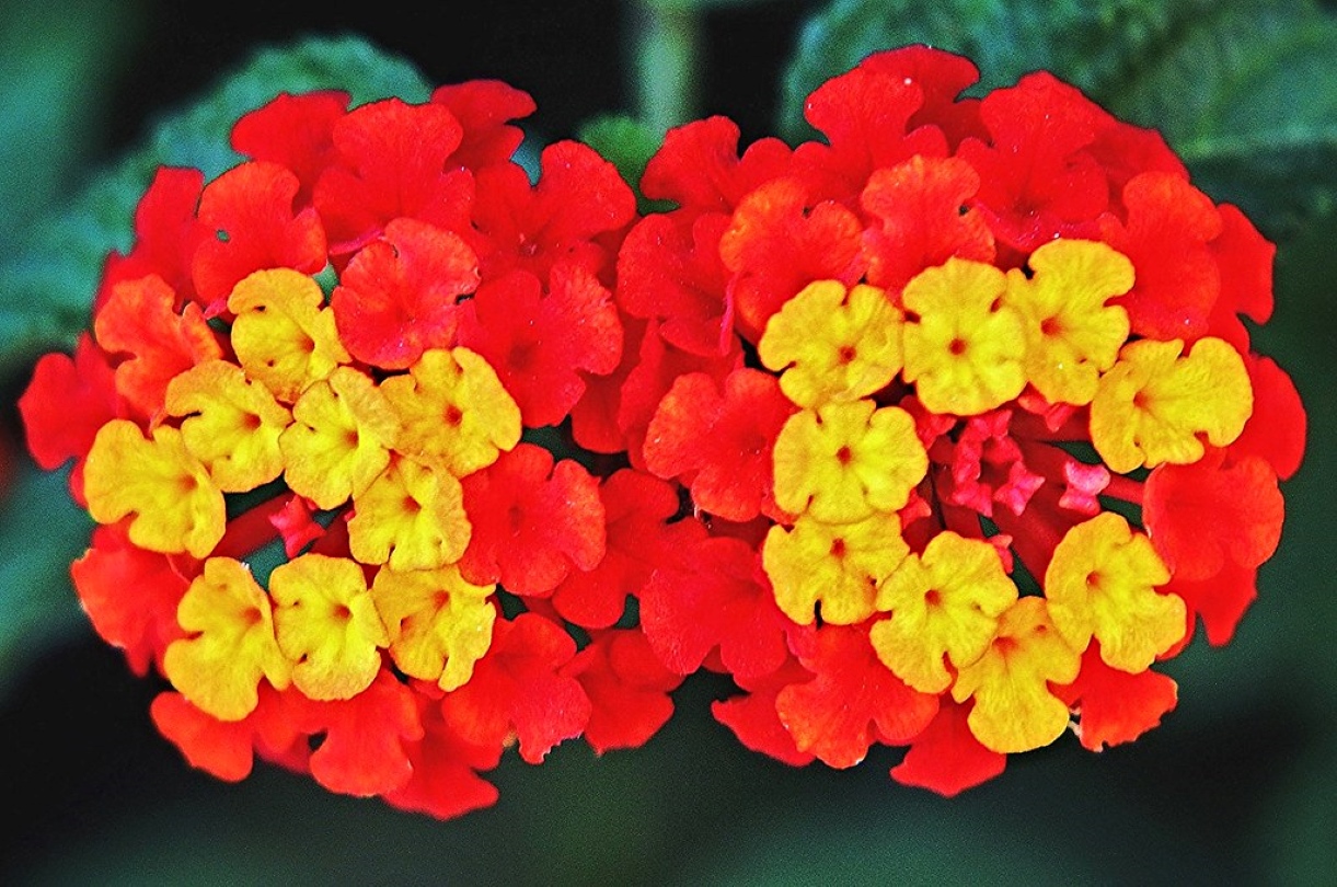fiesta nacional espana flores colores decoracion