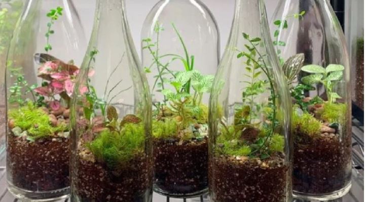 jardin en botella mini