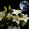 lirio de la luna flores de noche