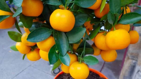 planta de naranja cuidados
