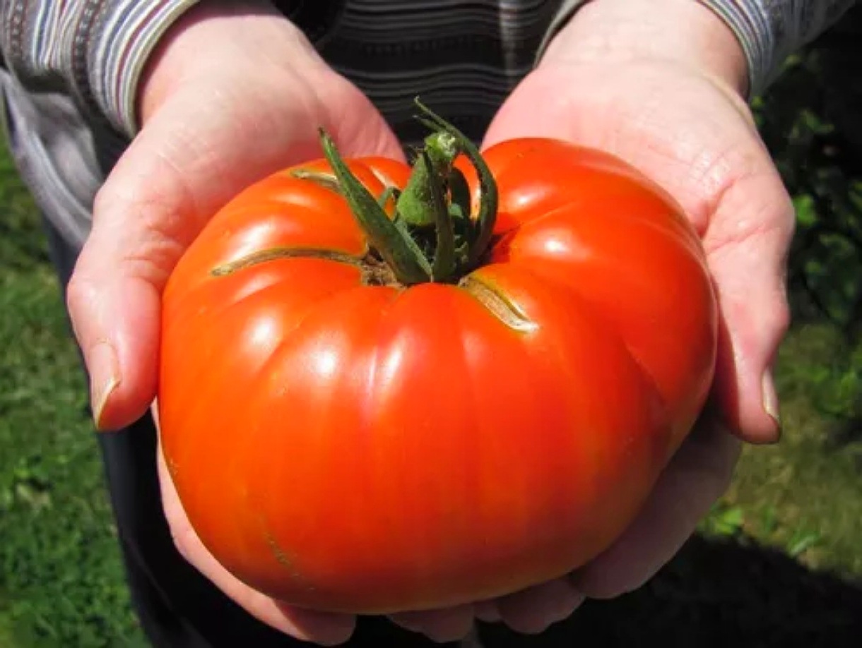 Tomate gigante