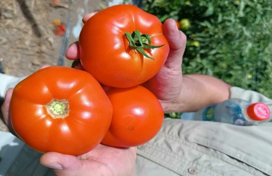 Tomates gigantes