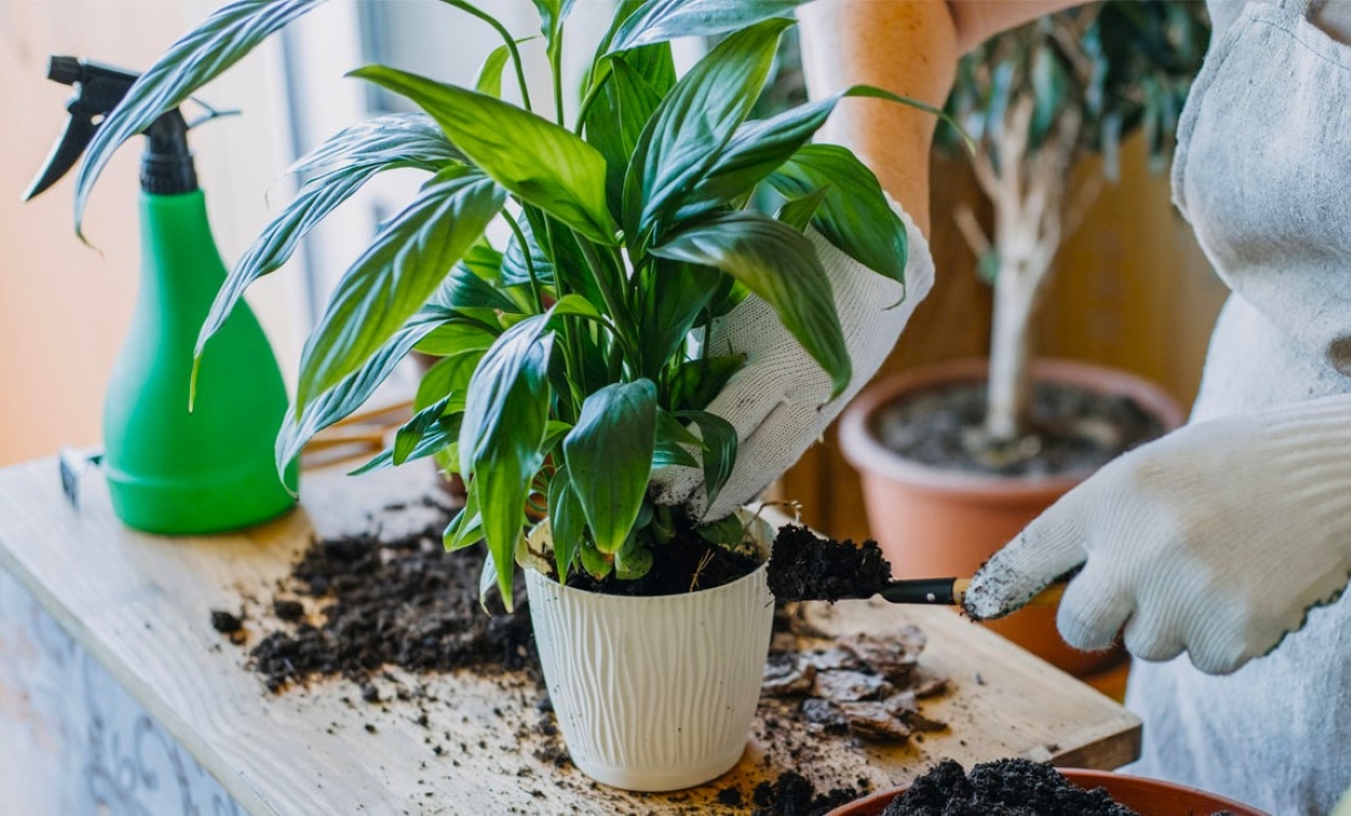 beneficios cafe abono plantas