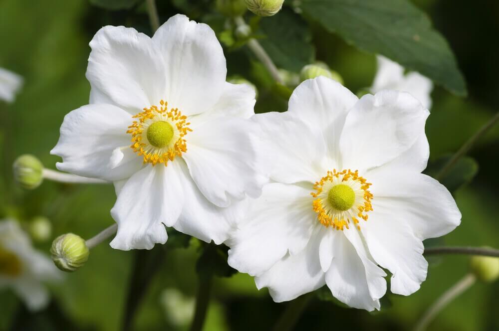 Flores Blancas significado