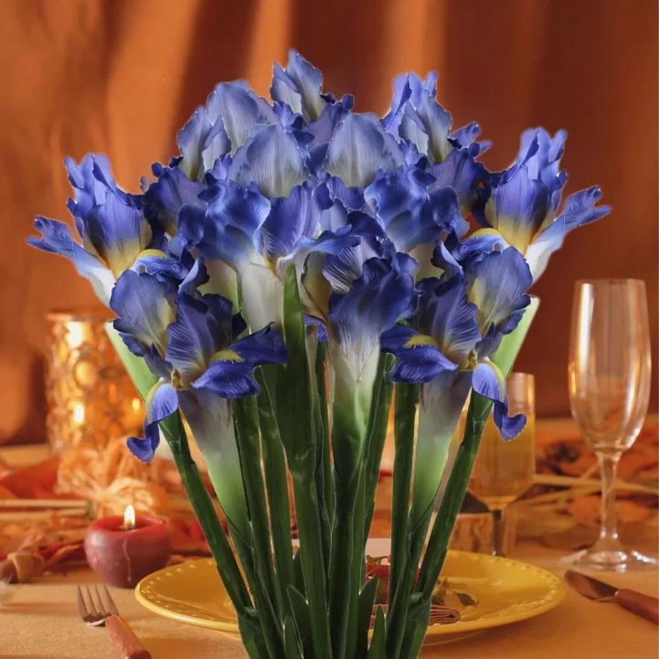 Iris unguicularis Mary Barnard