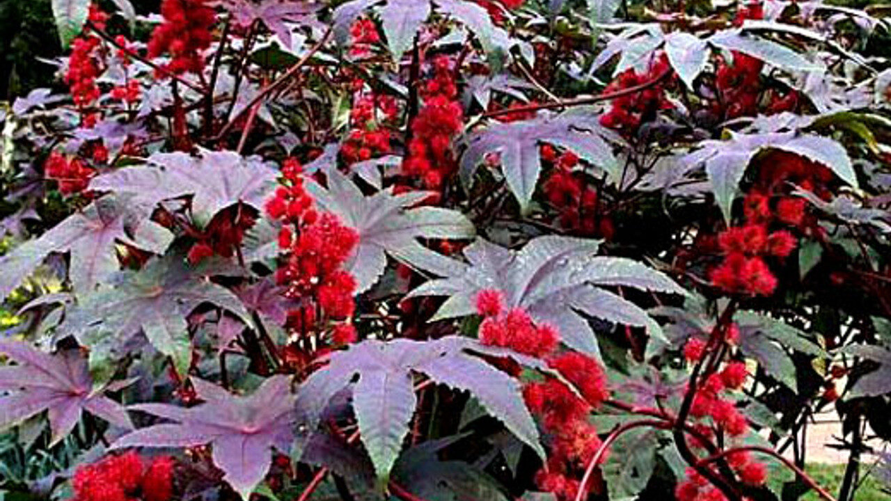 Ricinus communis planta