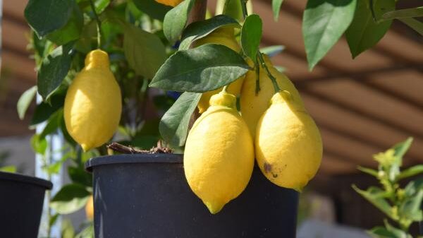 como cuidar un limonero en maceta