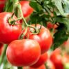distancia entre plantas de tomates
