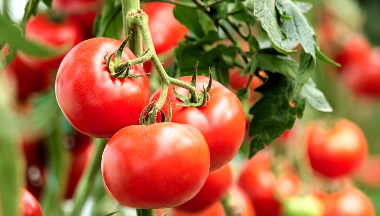 distancia entre plantas de tomates