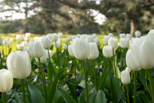flor blanca tulipanes