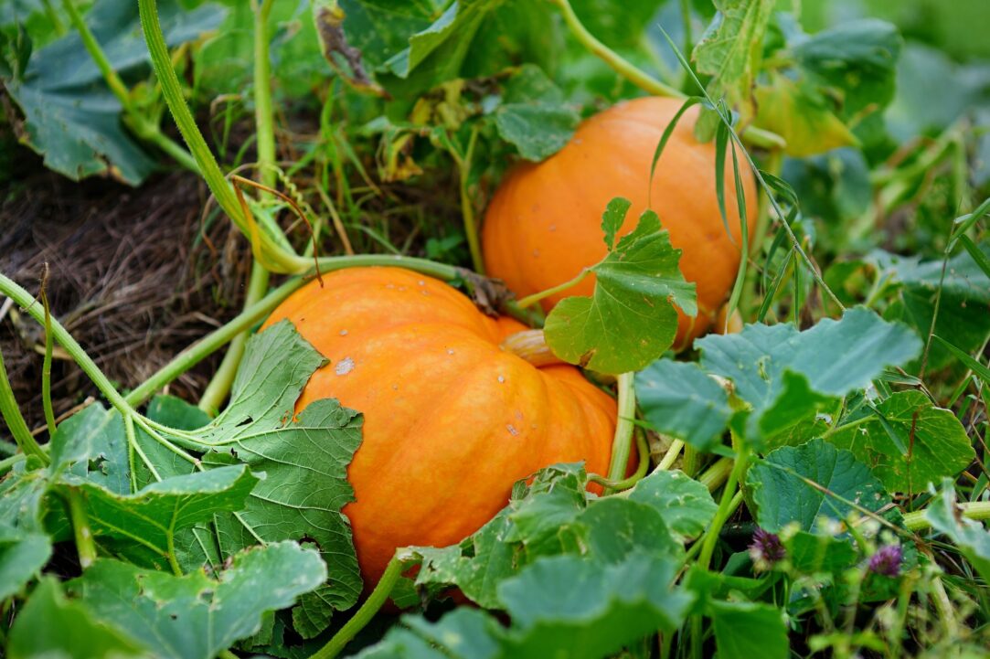 how to grow a pumpkin an expert s guide to growing pumpkins 1654526130