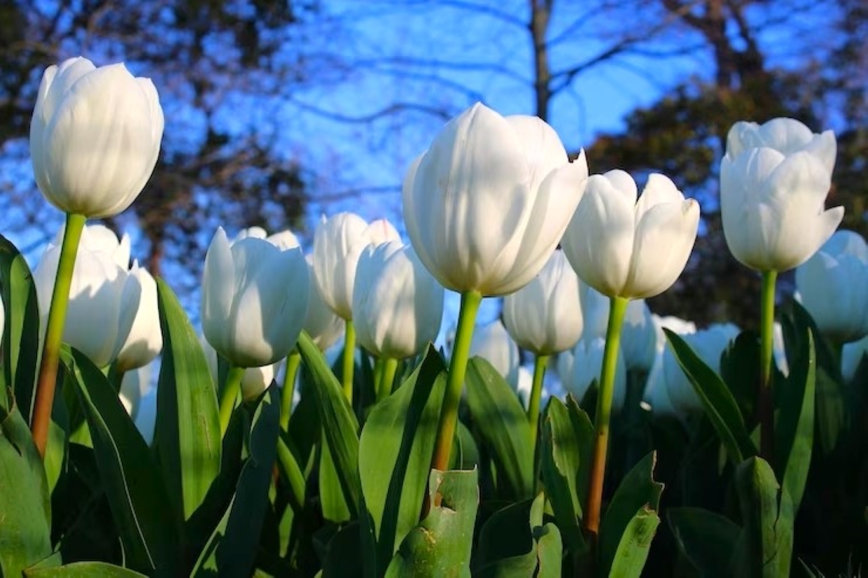 jardin flores tulipanes blancos