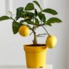 plantar Limonero en Maceta