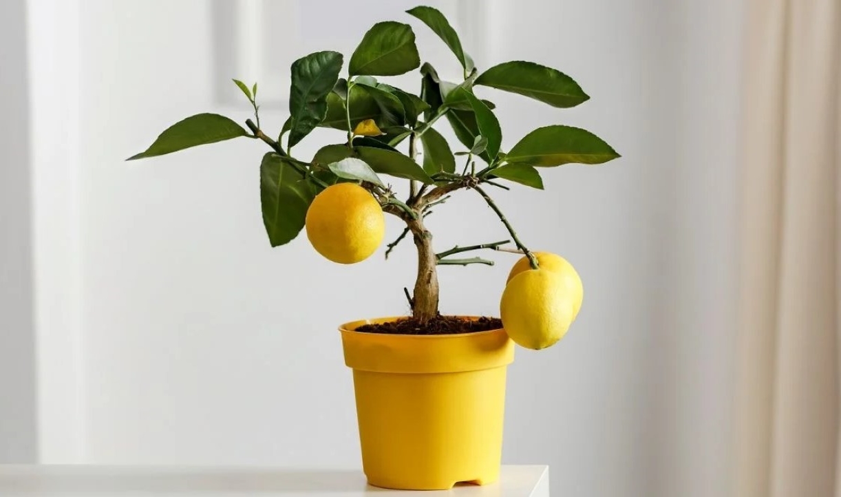 plantar Limonero en Maceta