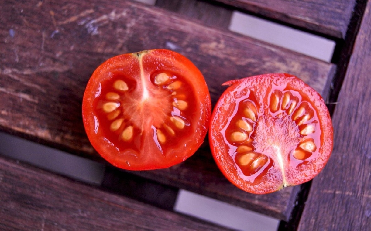 semilla de tomate germinar